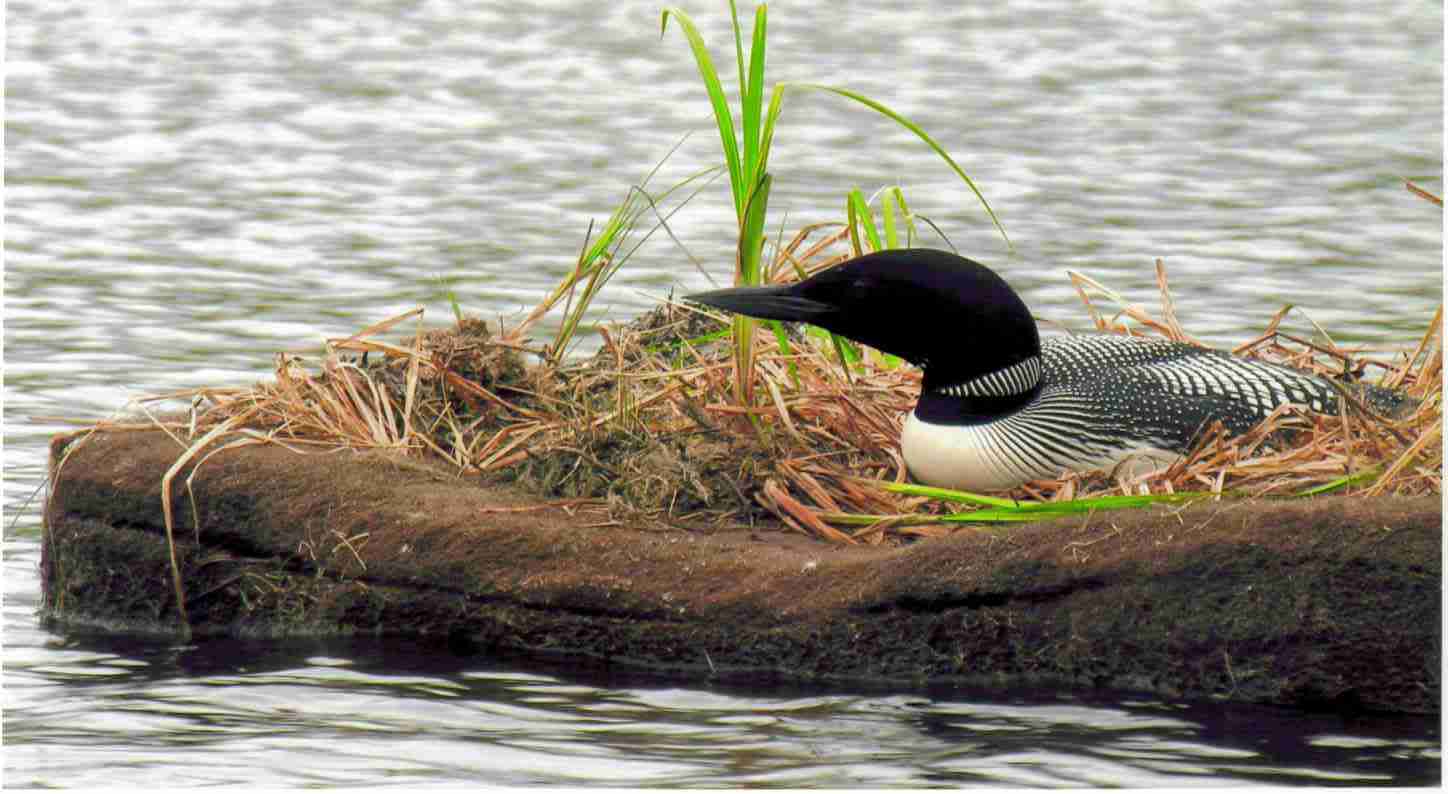 Loon on a BioHaven Island