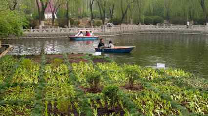 Nutrient Removal And Algae Control Project in An Urban Lake In China