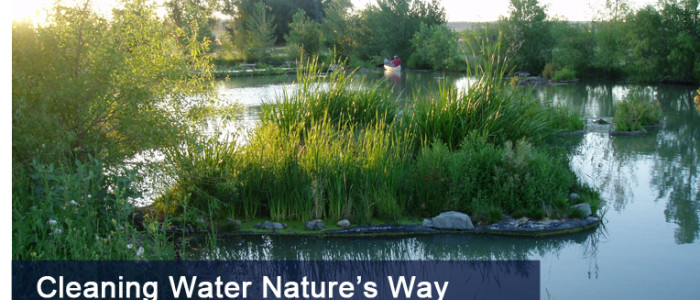 Floating island in pond or lake - floating vegetation mat