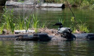 2011 Loon climbing on nesting platform