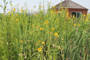 Floating wetland planted with sunflowers