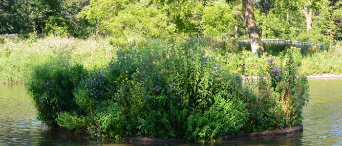 Large floating island with lots of growth - floating vegetation mat