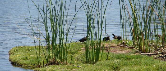 Group of ducks on a floating island - biohaven technology