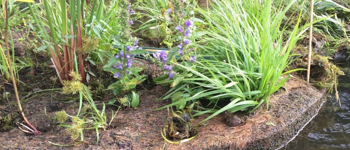 Frog hiding under some grass on a floating island - floating island for pond