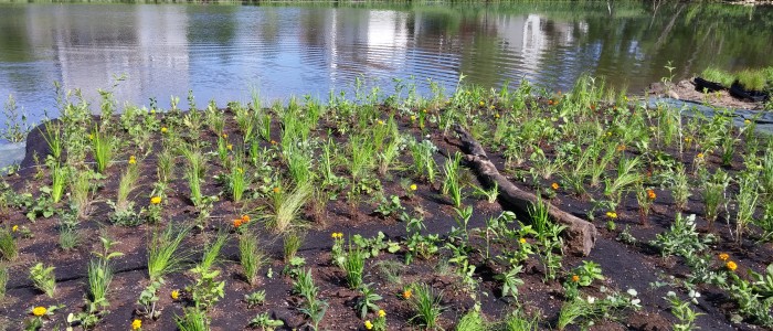 floating island with lots of freshly planted plants - floating wetlands