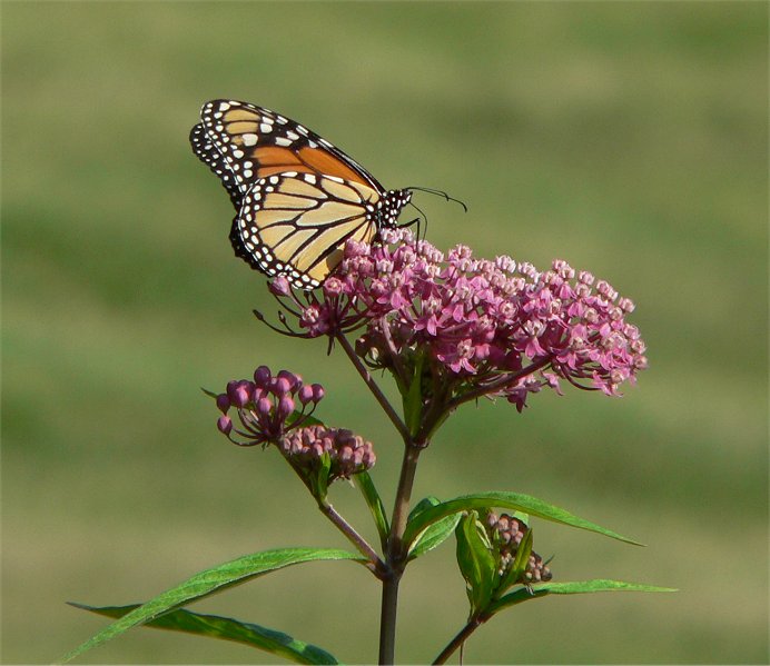 Monarch butterfly on a milkweed flower - wetland ecosystem services