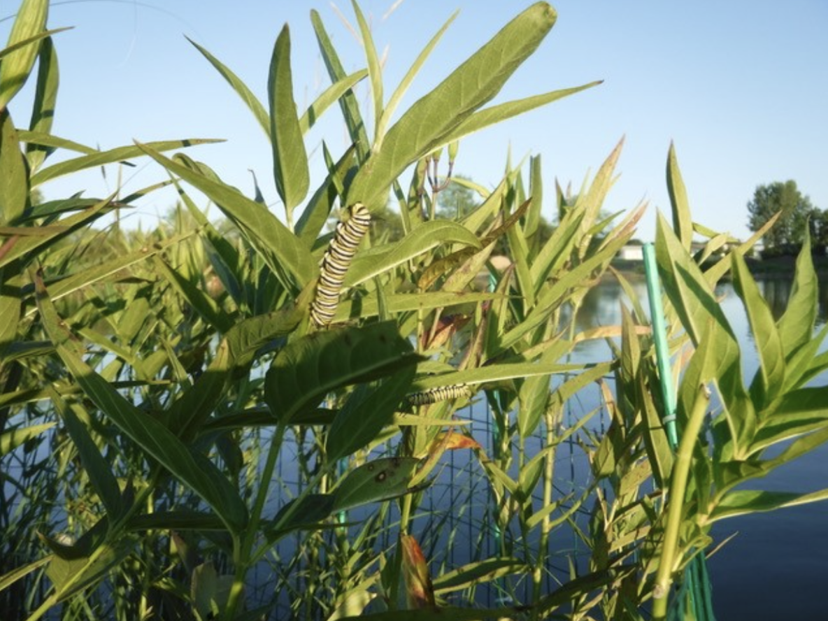 Close-up of a floating island with native plants attracting a small insect, illustrating the role of floating islands in supporting biodiversity and natural habitats.