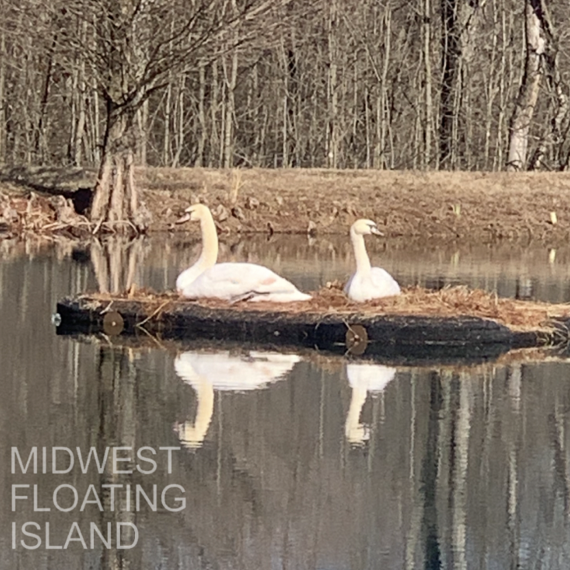 Floating island with native plants in a pond, accompanied by a swan, illustrating a peaceful natural habitat and biodiversity support.